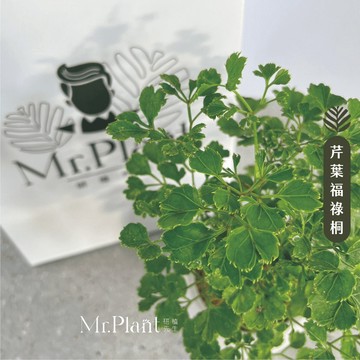 【拈花x研植】芹葉福祿桐│3.5吋水泥盆│窗邊植物│新手植物│淨化空氣│招財植物│觀葉植物│質感盆栽