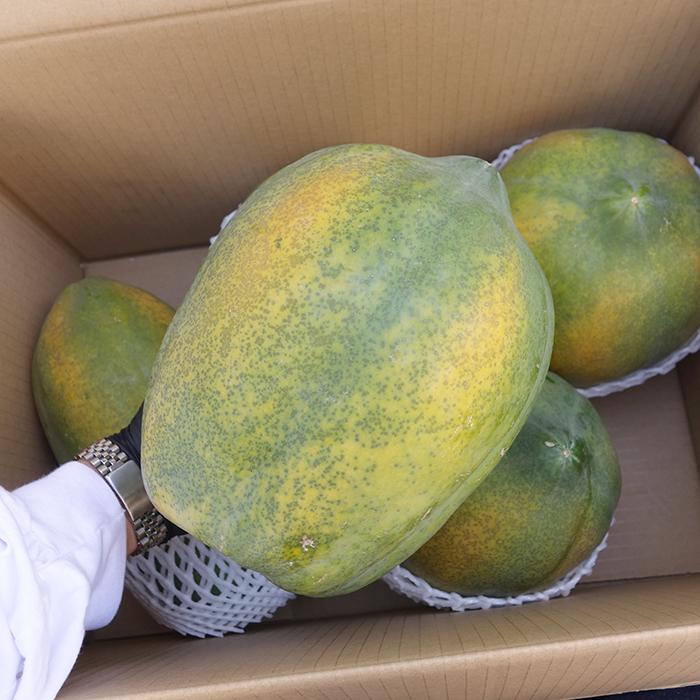 フルーツパパイヤ 約2kg (2〜4玉入り)沖縄県産