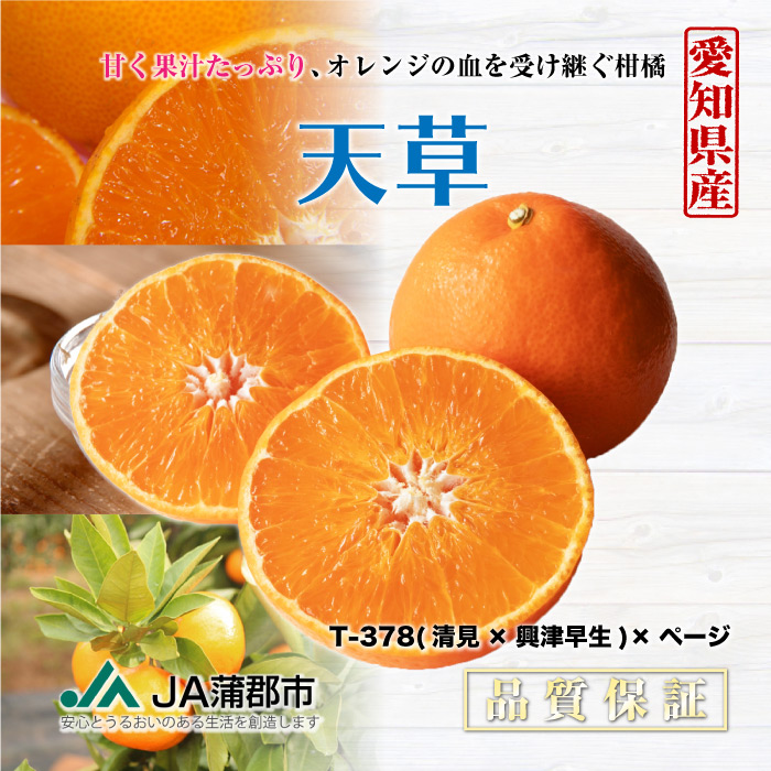 [予約 12月1日-12月31日の納品]  天草 約3kg 8-12玉 2L-4L 愛知県蒲郡産ほか 化粧箱 高級品 あまくさあまくさ 冬ギフト お歳暮 御歳暮