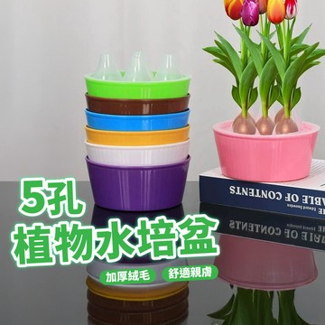 【隔日到貨！植物水培盆 5孔 】水培器皿 水耕箱 水培種植箱 育苗箱 水培盆 無土水培 育苗杯