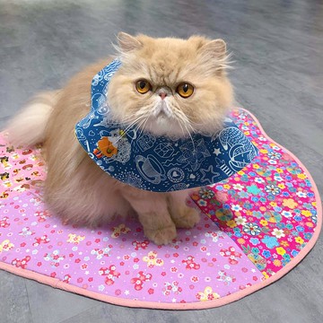 藍色底大圓形口水肩 四合扣款 貓咪刺繡