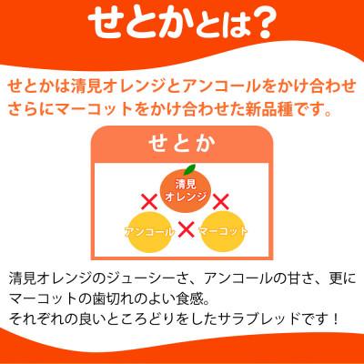 ふるさと納税 湯浅町 とろける食感!ジューシー柑橘　せとか　約3kg