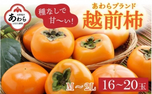 越前柿 16～20玉入 M～2L 《種なしで食べやすく甘い！》 あわらブランド ／ 期間限定 果物 フルーツ 産地直送 旬 お取り寄せ ※2024年10月中旬以降順次発送