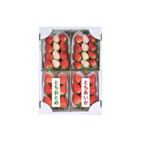 ふるさと納税 味くらべ紅白いちご（12月下旬〜1月上旬発送） 栃木県鹿沼市