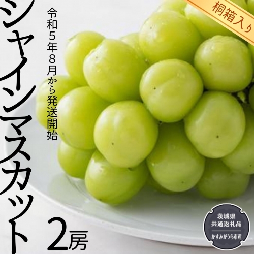  シャインマスカット 2房 （県内共通返礼品：かすみがうら市産） 果物 フルーツ ぶどう マスカット ギフト 贈答 プレゼント 桐箱 [BI337-NT]