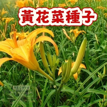 隔日達- 黃花菜種子 金針菜 耐熱耐寒 發芽率高 產量高  四季種植 新手易種 營養豐富#蔬菜種子
