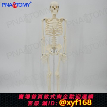 {保固一年 可打統編}仿真人體全身小白骨骼模型骨架骷髏骨可拆卸教學醫用正骨玩具瑜伽
