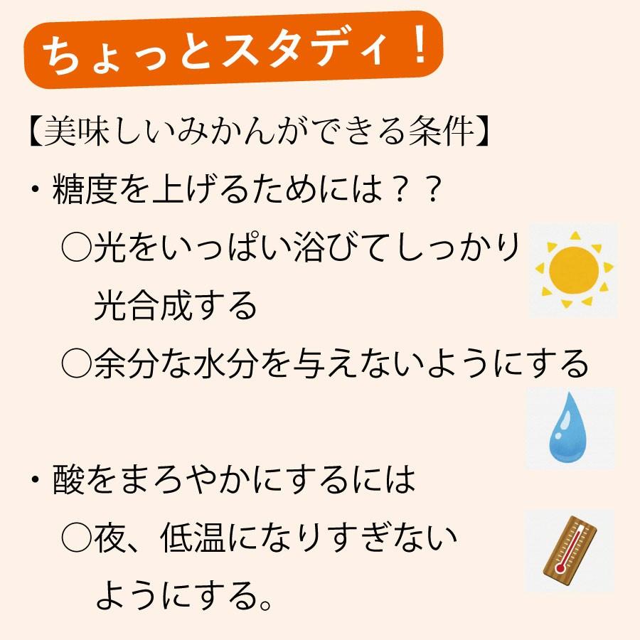 有田みかん 和歌山 温州 家庭用 産地直送 早和みかん 送料無料 新林みかんL M Sサイズ混合 3kg 早和果樹園