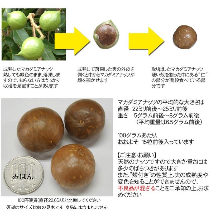 マルキン 殻付きマカダミアナッツ  1kg