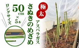 極太アスパラガス50cm ロングサイズ 5本