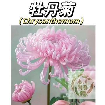 【台灣現貨】日本稀有牡丹菊種子 高發芽率球菊 形似牡丹 四季可種 適合陽台庭院 新手園藝首選觀賞期長#花卉種子