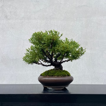 小品盆栽-紀州真柏  盆景 送禮