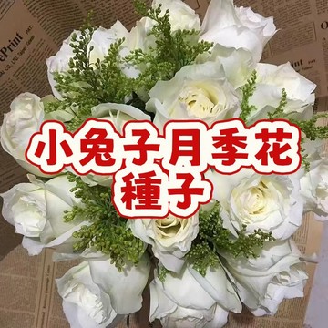 【小兔子月季花種子】新品日本小灌木微型 濃香花卉 當季新籽 地載 清新 淡雅 粉白 耐寒耐熱 陽台庭院盆栽 # 超低價