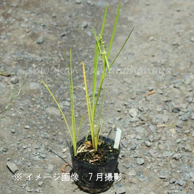 タマミクリ 10.5cmポット苗 植え付け1年後以降の開花見込み苗 湿地性多年草 ビオトープ