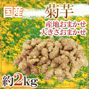 ”菊芋” 約2kg 大きさおまかせ 産地厳選 キクイモ 送料無料