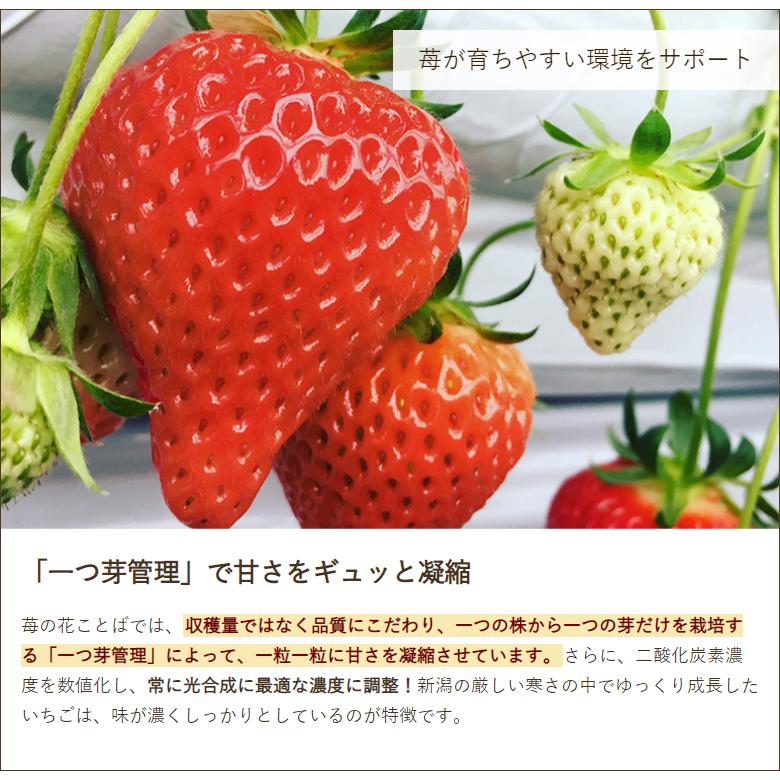 新潟ブランド苺「越後姫」1パック 約200g（9〜11粒）家庭用簡易包装 苺の花ことば 送料無料