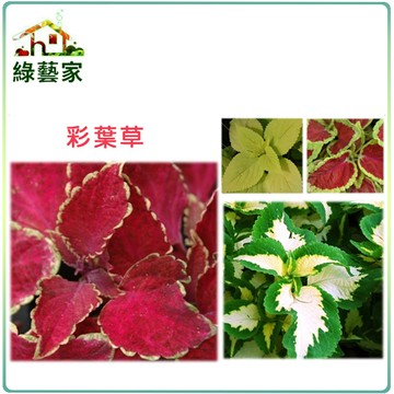 【綠藝家】H27.彩葉草(混合色，高40~50cm)種子0.06克(約100顆)