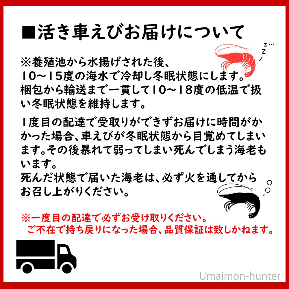 ギフト 期間限定 久米島の活き車えび 500g(15〜25尾)×1P 沖縄 人気 希少 車海老 北海道・離島