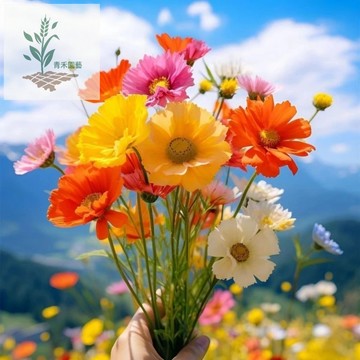 青禾園藝 （波斯菊種子）四季種植 波斯菊 歐美進口 大波斯菊 花種子 花卉種子 盆栽庭院 多年生