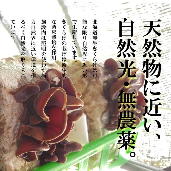 きくらげ 生 国産 500g 北海道産 生きくらげ 送料無料 無農薬 ビタミンD 菌床 栽培 キクラゲ 冷蔵 お取り寄せ 食物繊維 しゃぶしゃぶ 天ぷら わさび醤油