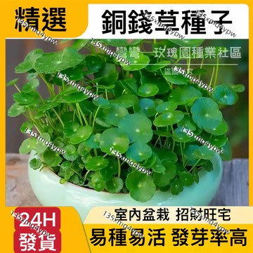 24H-發貨【銅錢草種子】（250粒）金錢草種子 魚缸造景 淨化空氣 水草種子 水耕土耕 植物種子  招財旺宅 易養易