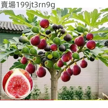 現貨 無花果種子 （500粒）多款無花果種子 紫皮 紅皮 青皮 超高發芽率 果實可食用 四季種植 高產水果種子