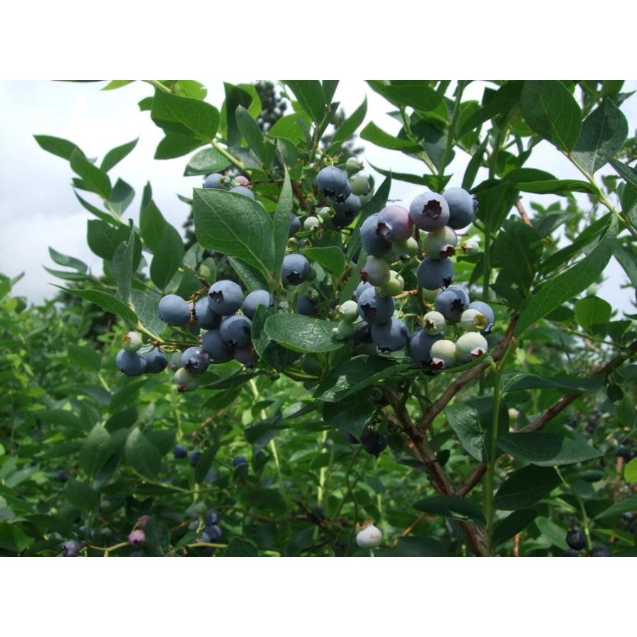 無農薬 冷凍 ブラックカシス 3kg(1kg×3) 冷凍果 フルーツ 北海道 農園直送 自然栽培 ハウレット農園1