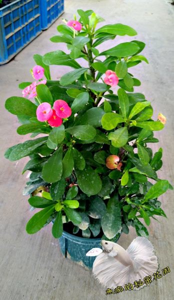 5吋盆 大花無刺麒麟花紅龍麒麟花盆栽 多年生 種越久越大棵 幾乎全年開花 半日照佳 要買幾盆先詢問有沒有貨 台灣樂天市場