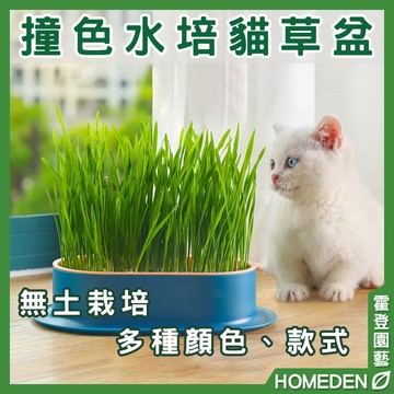 【隔日到貨】撞色水培貓草盆 送貓草 貓草Diy 育苗盤 水培貓草盒 無土貓草盒 種貓草盆 小麥【HOMEDEN霍登園藝】