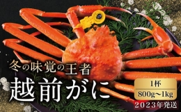 越前がに（オス）「ずわいがに」 大サイズ（800g-1kg） 1杯