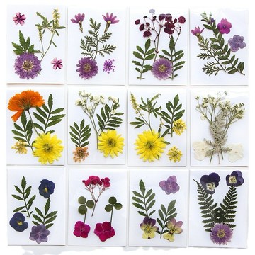 【5片乾燥花系列】 花包組合 真花壓花 永生花 森林系 少女寫真 壁畫 DIY水晶滴膠 乾燥花 植物標本