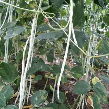 12h出貨四季豆（10粒）矮生無架豇豆 蔬菜種子 無架豆角種子 長豆角種子 夏天可播 原裝分包大田用種高产量