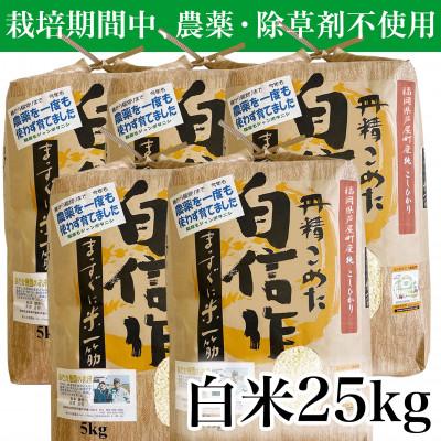 ふるさと納税 芦屋町 コシヒカリ　農薬不使用(栽培期間中)  福岡県芦屋町産 〈白米〉25kg