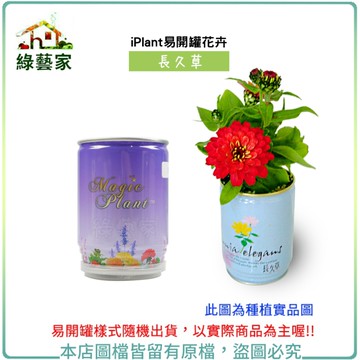 【綠藝家】iPlant易開罐花卉-長久草2入/組(2入優惠價-單罐88元)