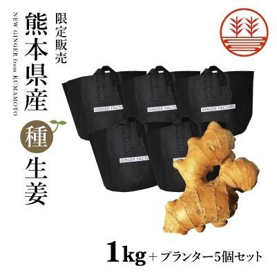 種生姜 熊本県産 無農薬生姜 1kg  プランター5個セット 送料無料 国産 生姜 栽培 たね生姜 生姜の種 種芋