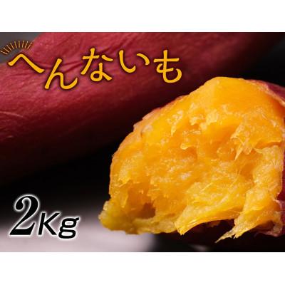 ふるさと納税 湖南市 へんないも屋の一口サイズの熟成焼き芋2kg(シルクスイート使用)