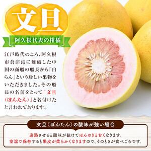 ふるさと納税 ＜先行予約受付中！2024年1月より順次発送＞阿久根特産 ボンタン(10kg) 国産 果物 ボンタン ぼんたん フルーツ スイーツ 贈答.. 鹿児島県阿久根市