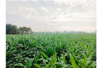 近新吉工業區1.3甲農地｜台南市西港區東埔段​