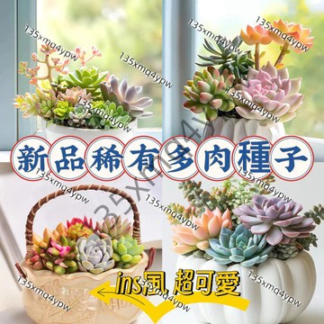 現貨 稀有多肉種子（500粒） 超低價  碧光環多肉 小兔子 熊童子 新種發芽率高 多肉種子 不發芽就退款 觀賞花卉種子