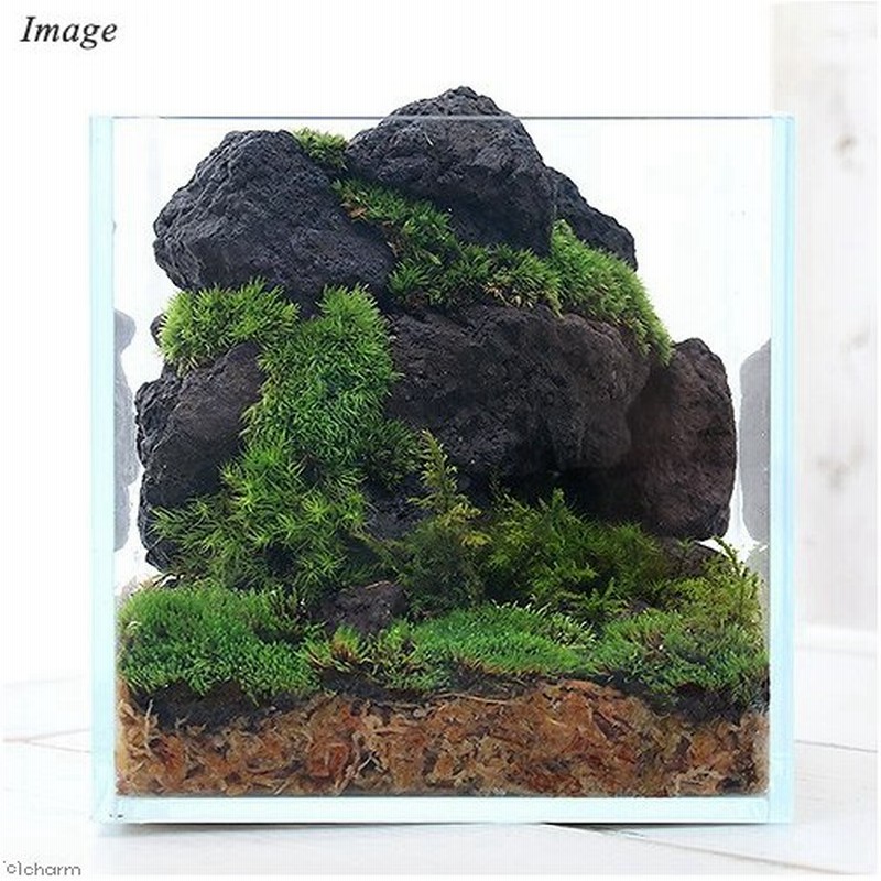 観葉植物 苔テラリウム レイアウトキット ボルケーノ 溶岩石 説明書付 通販 Lineポイント最大0 5 Get Lineショッピング