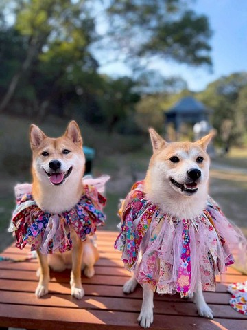 派對花圈 狗狗花項圈 日系碎花網紗項圈