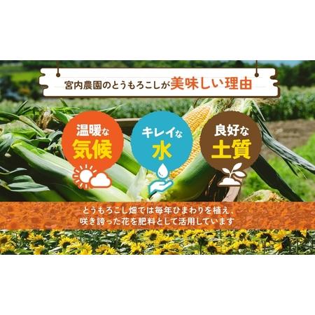 ふるさと納税 北海道産 とうもろこし 恵味 めぐみ 2L 20〜22本 朝採り トウモロコシ 玉蜀黍 コーン とうきび 大きめ スイートコーン 甘い 旬 .. 北海道洞爺湖町