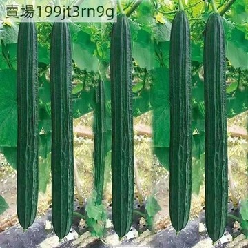 現貨🥒【11款絲瓜種子】🥒新種上市 高產四季庭院陽台蔬菜種子 絲瓜種子 新手四季可種植爬藤農家蔬菜瓜果種子