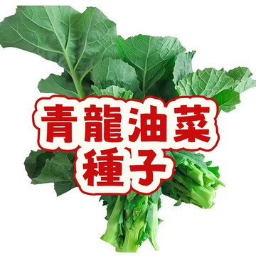 【台灣原生種】青龍油菜種子 40天速收 小松菜 小油菜 湯匙菜 瓢兒白 耐熱耐寒四季可種 家庭陽台盆栽有機蔬菜自種