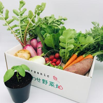 ふるさと納税 掛川市 於愛の方 ふるさとの味 オーガニック野菜セット  (旬の有機野菜)Mセット