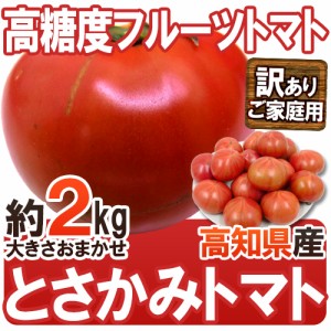 高知県夜須産 高糖度 夜須のフルーツトマト ”とさかみトマト” 約2kg 訳あり・ご家庭用 送料無料