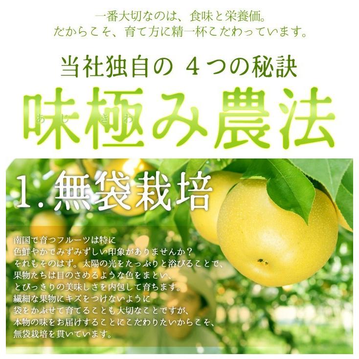 11月上旬〜中旬　サンふじ　訳あり　りんご　減農薬 長野県産 送料無料 5キロ