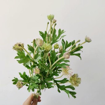 仿真花 翠珠草 家居裝飾 配葉配花配材 軟裝陳設 攝影道具高質