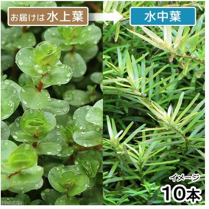 水草 ロタラ インディカ カリカット 水上葉 １０本 通販 Lineポイント最大0 5 Get Lineショッピング