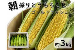 新潟県産とうもろこし（ゴールドラッシュ）　３kg